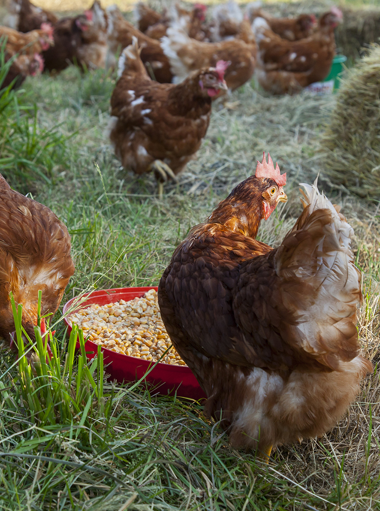 COREN GALLINAS CAMPERASZARAGOZA