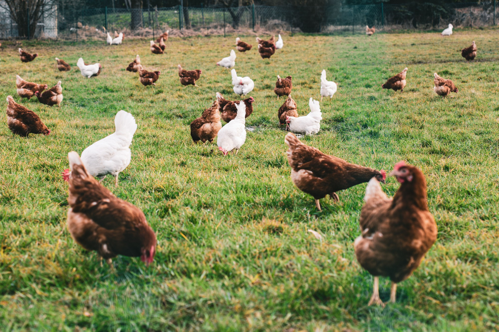 Huevos ecológicos La granja Zaragoza